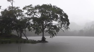 Tree by a lake in the mist, ass and stressful atmosphere. Gray wallpaper, sad scene. 4k