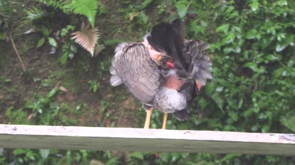 Gallina Grigia Dalla Testa Nuda Appollaiata Una Tavola Bianca Graffiante — Video Stock