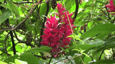 Yeşil yapraklı tropik gül çiçeği.