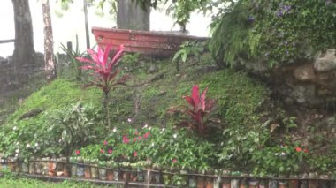 Mor yapraklı tropik gül bitkisi, yağmurda küçük yeşil bir tepede bir kayık.