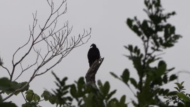Zwarte Roofvogel Een Tak Met Een Grijze Regenachtige Lucht Donkere — Stockvideo