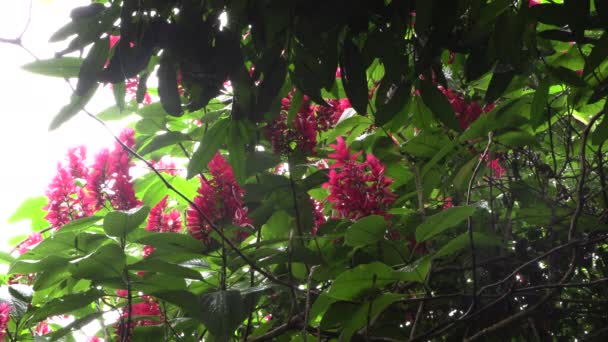 Flor Rosa Tropical Com Folhas Verdes Cor Roxa Balançando Vento — Vídeo de Stock