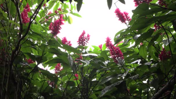 Μεγάλα Τροπικά Άγρια Φυτά Ροζ Μοβ Λουλούδια Στον Παναμά Πράσινα — Αρχείο Βίντεο
