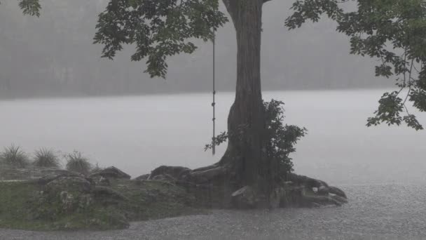 Yağmurda Sallanan Bir Virgül Ağacından Sallanan Sisli Gri Atmosfer Karanlık — Stok video