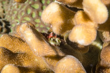 münzevi kimse Yengeç