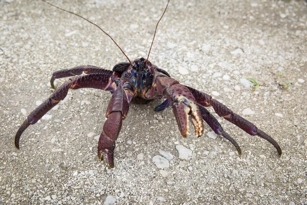 Coconut crab close up/ Coconut crab in attacking pose/ Palm thief on the beach; Marshal Islands