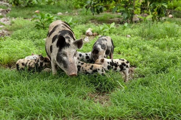 Große gefleckte Schweine mit Ferkeln unterschiedlicher Größe und Alter — Stockfoto