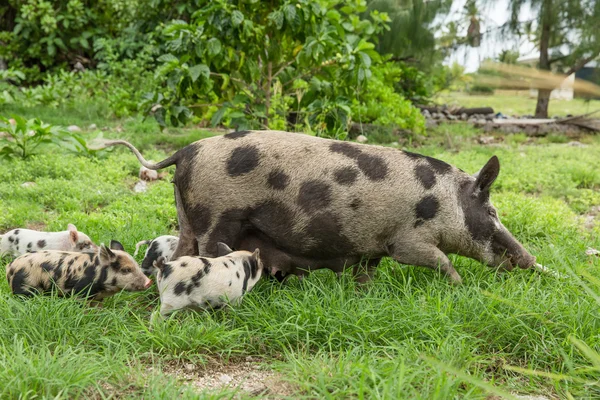 Spazierschwein und ihre Ferkel — Stockfoto