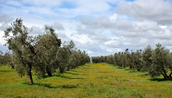 Ελιές σε sping — Φωτογραφία Αρχείου