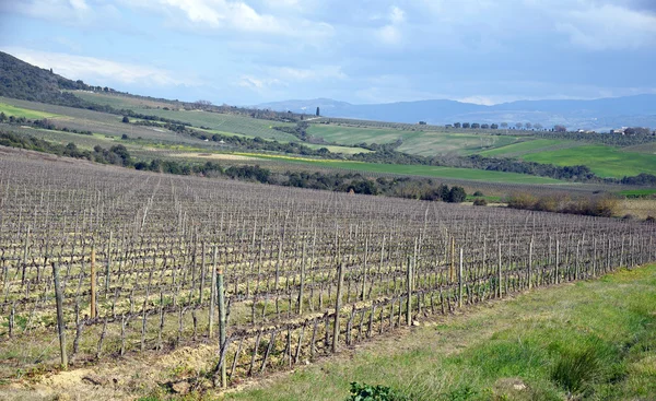 Landschaft mit Weinberg — Stockfoto