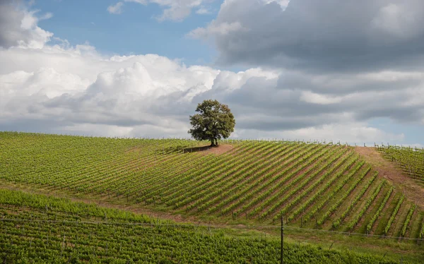Viticulture i Toscana — Stockfoto