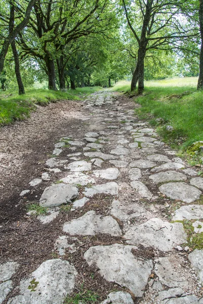 ormanda yol