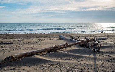 ölü dallar ile plaj