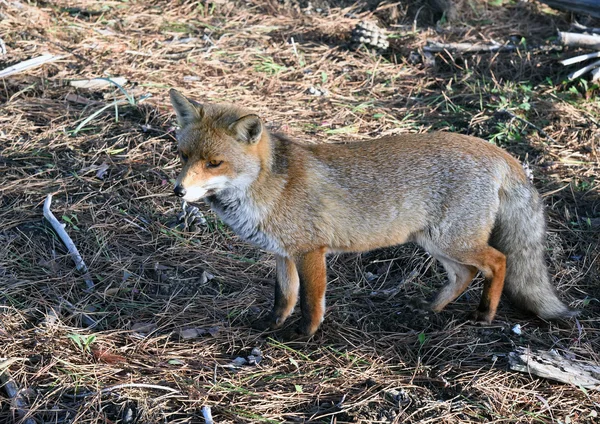 Dziki fox w drewnie — Zdjęcie stockowe