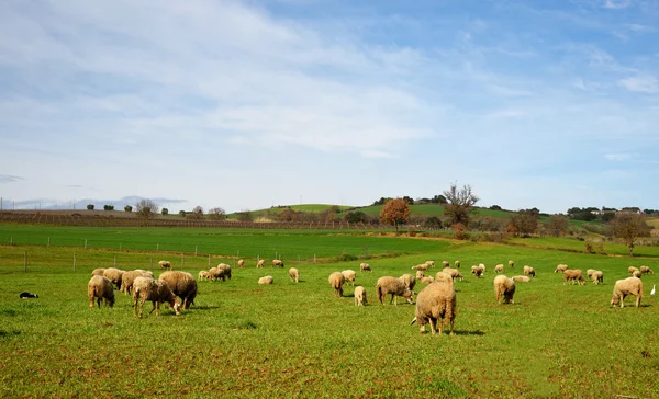 Τοπίο με πρόβατα — Φωτογραφία Αρχείου