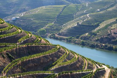 Terraced vineyards of the Douro River clipart