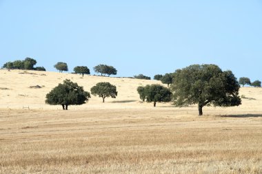 Cork trees in Alentejo, Portuga clipart