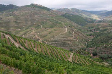 Douro Valley, Portekiz teraslı üzüm bağları