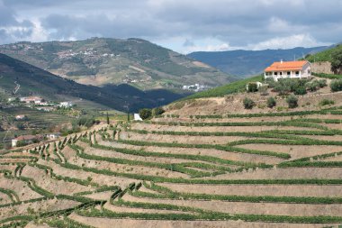 Douro bölgesinde, Portekiz teraslı üzüm bağları