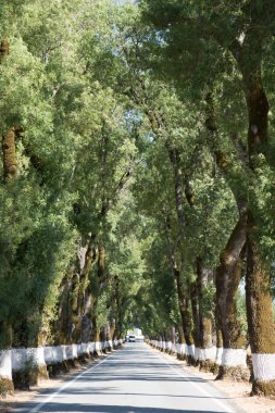 Doğu Portekiz yolu boyunca ağaçlar