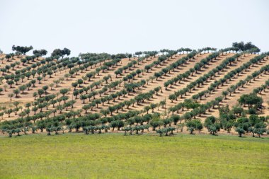 Lines of cork trees near Mertola, Portugal clipart