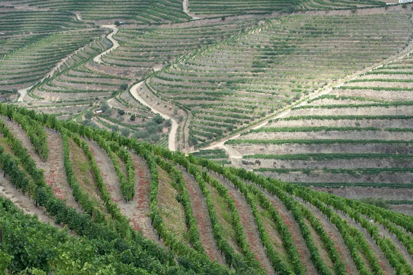 Líneas de viñedos en terrazas en las colinas del Duero — Foto de Stock