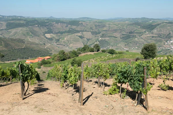 Vinice v údolí Douro — Stock fotografie