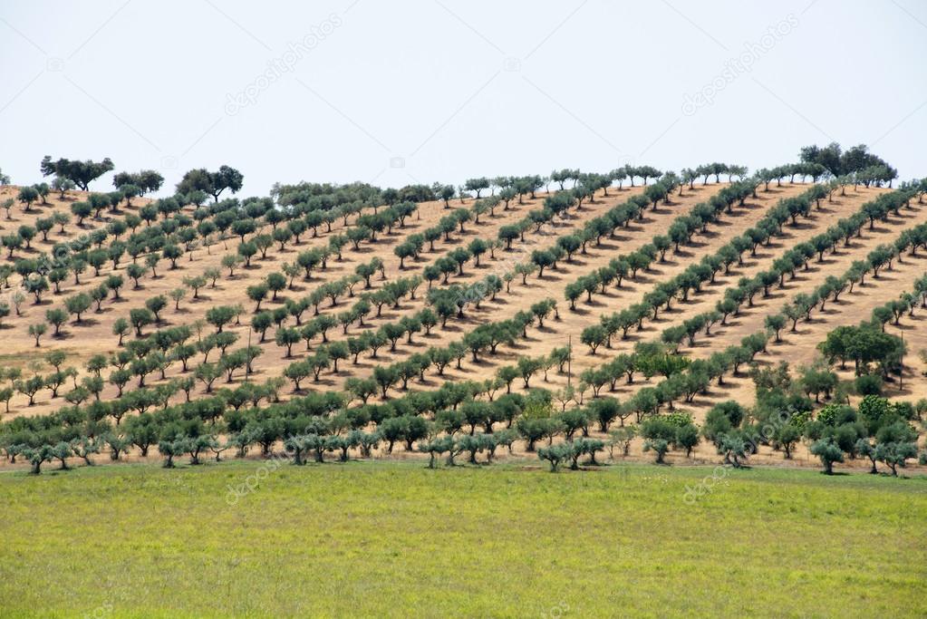 Lines of cork trees near Mertola, Portugal