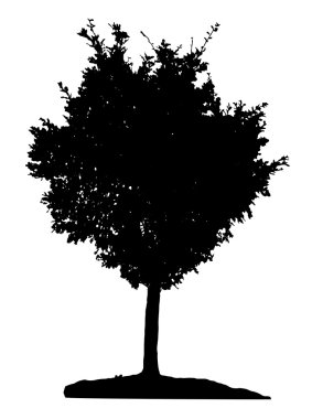 Ağaç siluet, vektör çizim