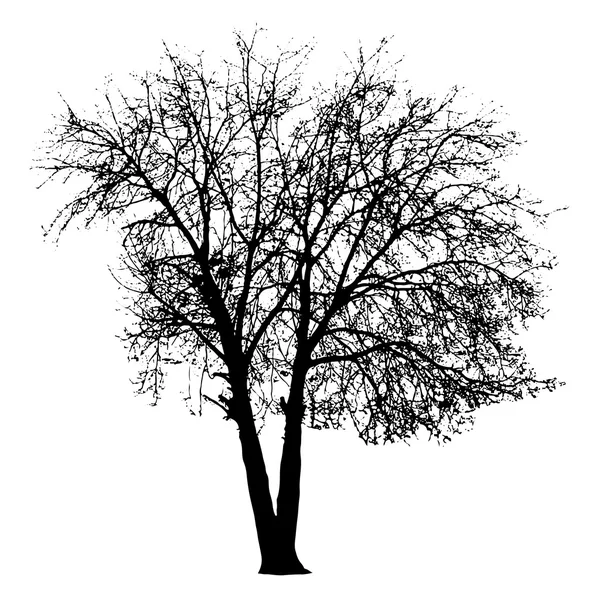 Silueta de árbol, ilustración vectorial — Vector de stock