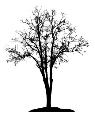 Ağaç siluet - vektör çizim