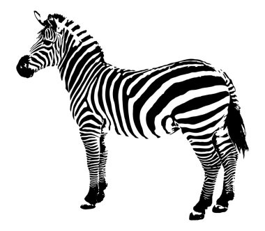 Zebra, vektör çizim
