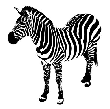 Zebra, vektör çizim