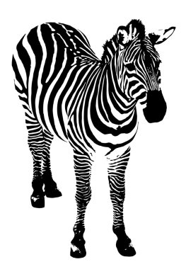 Zebra, vektör çizim