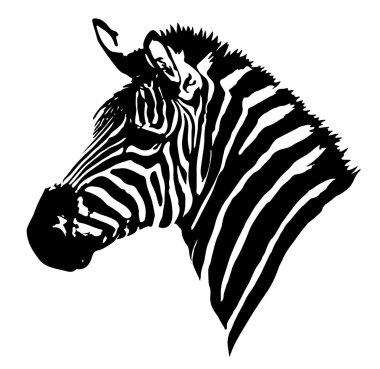 Zebra kafa illüstrasyon