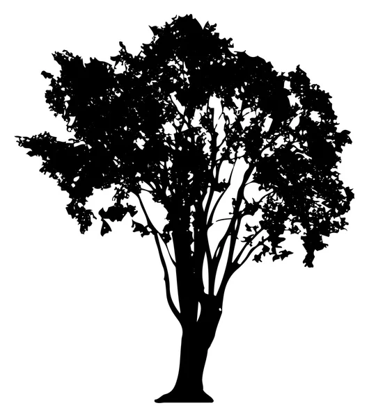 Silueta de árbol - ilustración vectorial — Archivo Imágenes Vectoriales