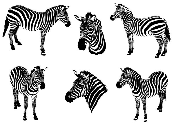 Zebras on a white background