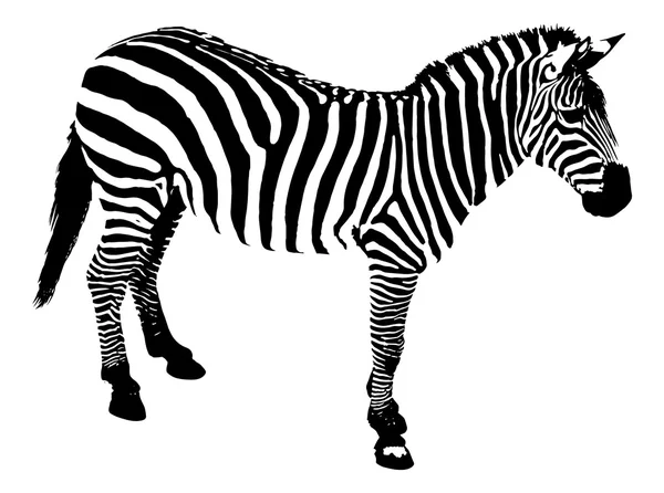 Zebra, ilustração vetorial — Vetor de Stock