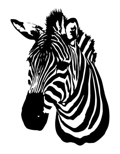 Zebra fej illusztráció — Stock Vector