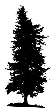 çam ağacı silueti