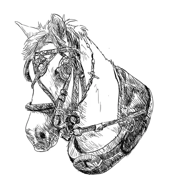 Tête de cheval — Image vectorielle