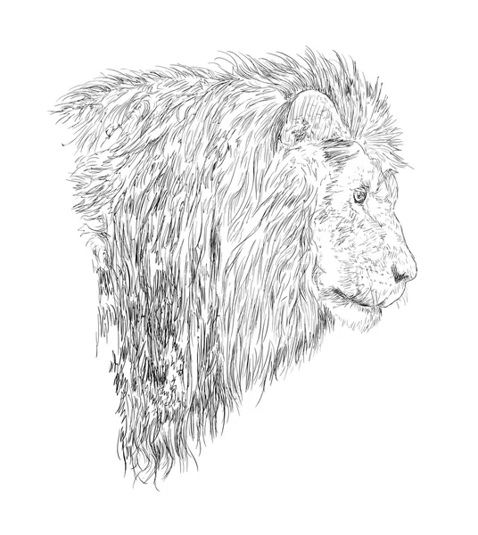 Lion head — Stock Vector