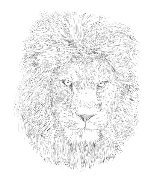 Львиная голова
