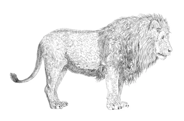 ライオンの描画 — ストックベクタ