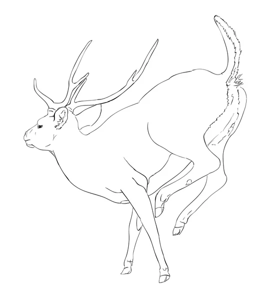 Szkic Deer — Wektor stockowy