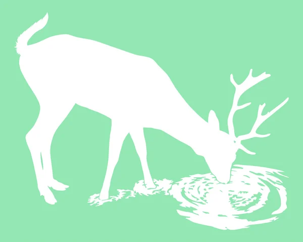 Cerf boit de l'eau — Image vectorielle