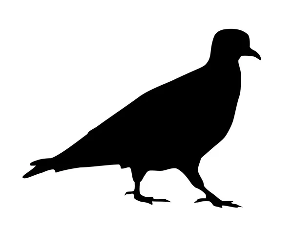 비둘기의 실루엣 — 스톡 벡터