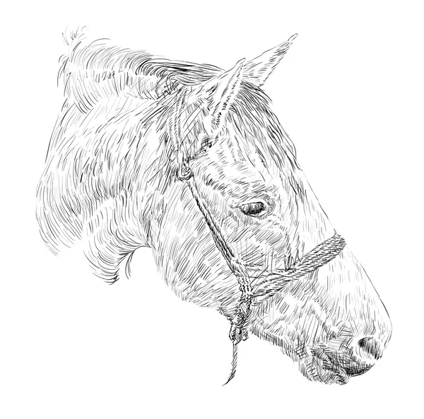 Esboço de cabeça de cavalo — Vetor de Stock
