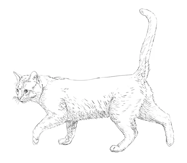 Кішка креслення лінії ст — стоковий вектор