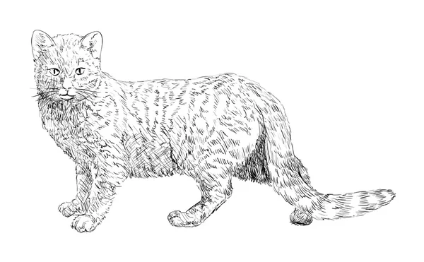 Línea de dibujo de gato-arte — Vector de stock